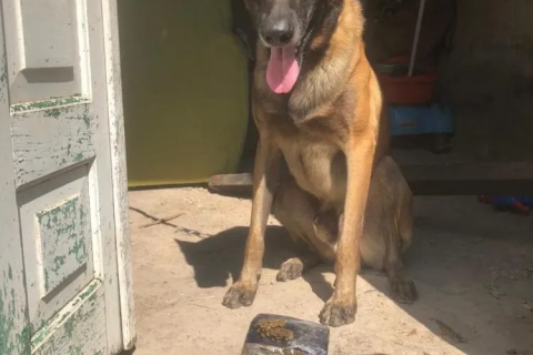 Polícia: “Maconha” Cão policial localiza 7 tabletes de maconha em Feira de Santana