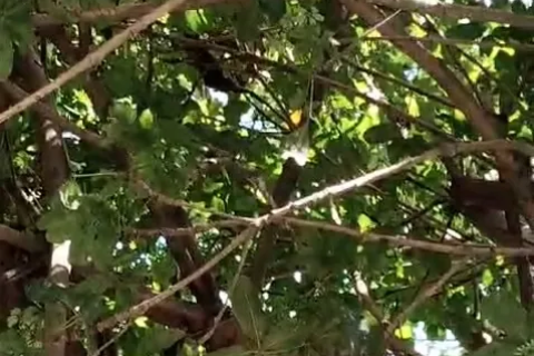 Feira de Santana: “SEAGRI” Internautas pedem solução para enxames de abelhas em vários pontos da cidade