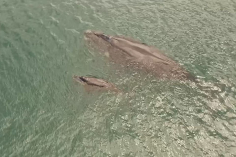 Baleias de espécie ameaçada de extinção são avistadas em Salvador; ferries precisaram desviar de animais