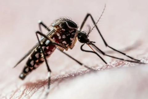 Saúde: “Brasil” Dengue pode estar ligada a um maior risco de depressão, aponta pesquisa